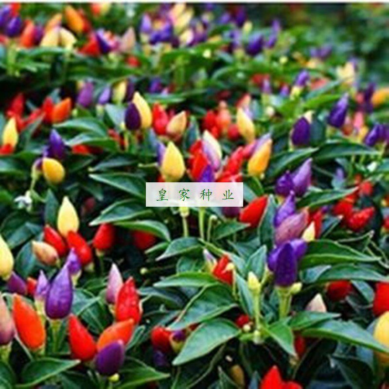 七彩椒种籽蔬菜种子四季播朝天椒甜椒盆栽五彩椒辣椒种蔬菜种苗
