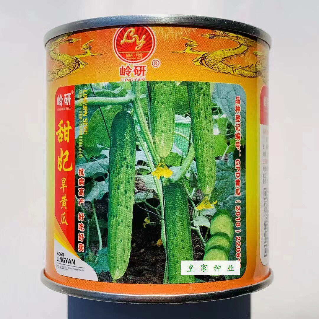 岭研甜妃旱黄瓜种子水果黄瓜籽种口感清香好吃好卖四季盆栽蔬菜种