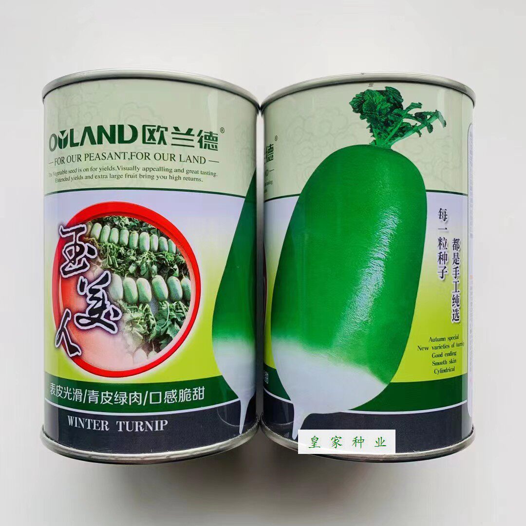 欧兰德玉美人萝卜种子青皮绿肉秋萝卜种籽长椭圆形脆甜蔬菜萝卜种