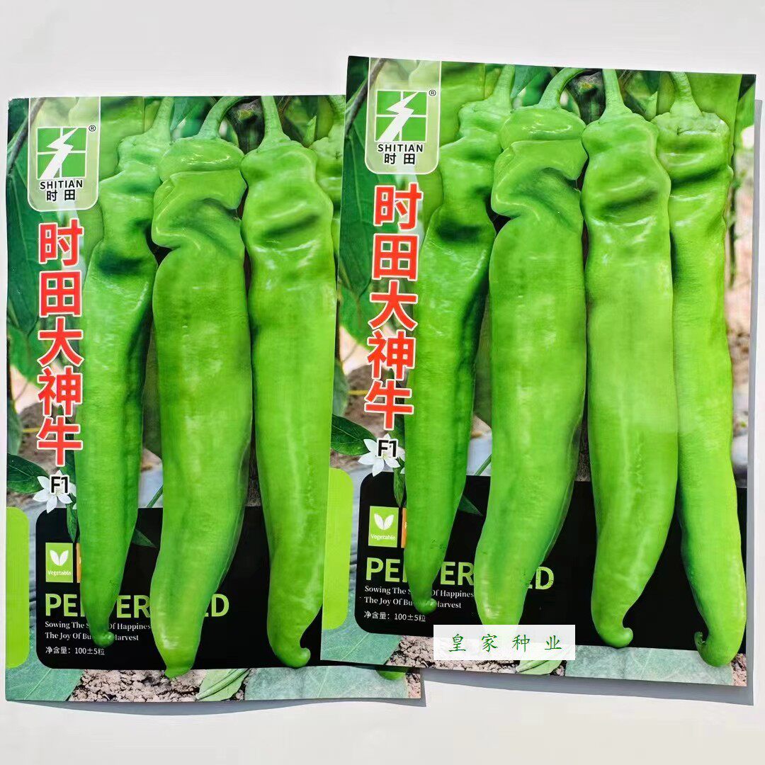 时田大神牛辣椒种子早熟黄绿皮长牛角椒种籽抗病春秋播种辣椒种子