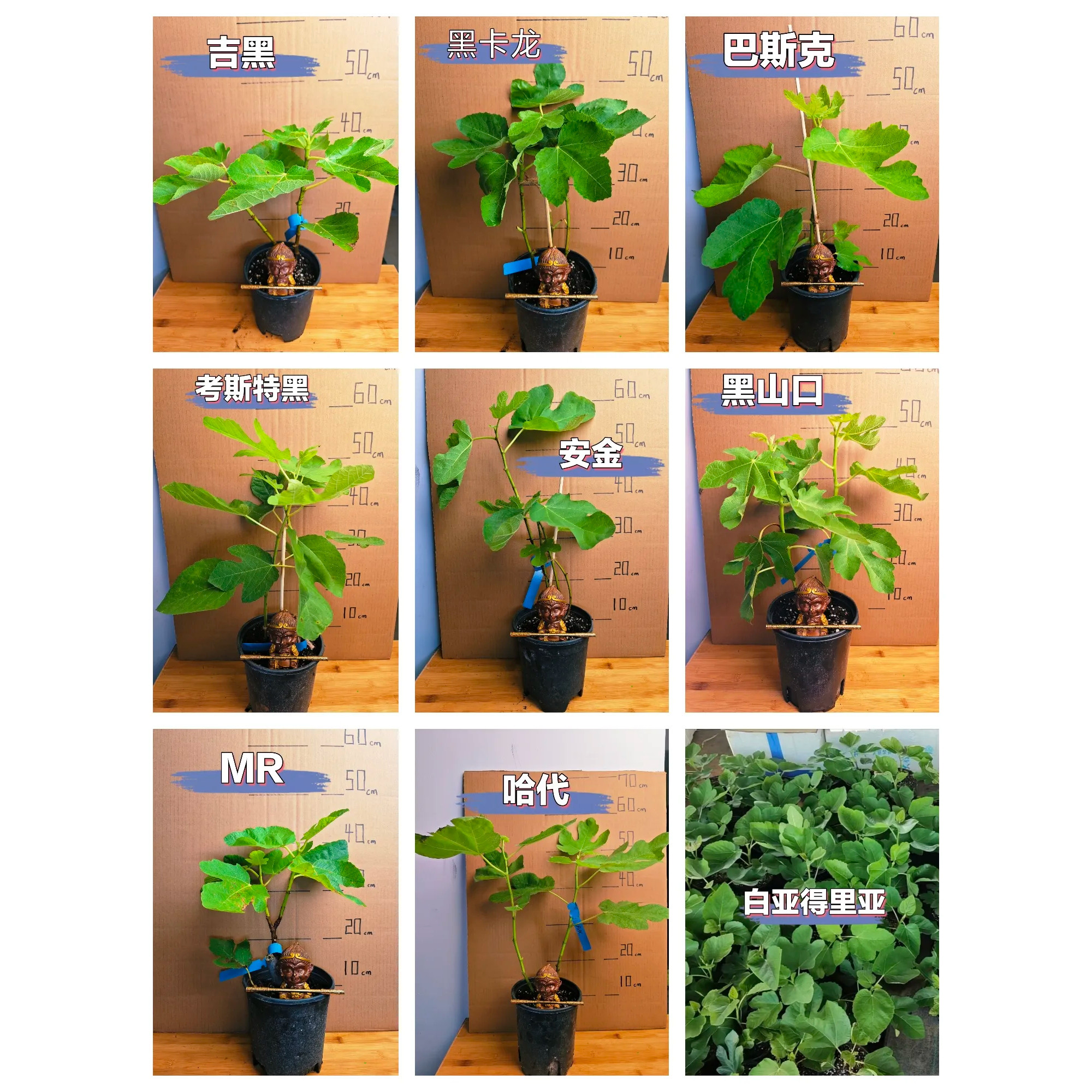 无花果树苗枝条四季无花果树苗无花果果树波姬红芭劳奈果苗