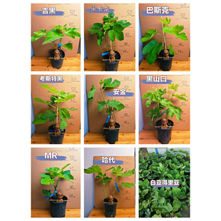 无花果树苗枝条四季无花果树苗无花果果树波姬红芭劳奈果苗