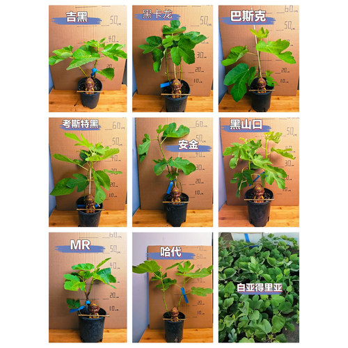 四季无花果树苗波姬红芭劳奈果