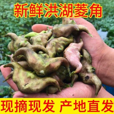 湖北现货洪湖新鲜老菱角红菱角带壳生吃清炒3斤保鲜运输绿色蔬菜