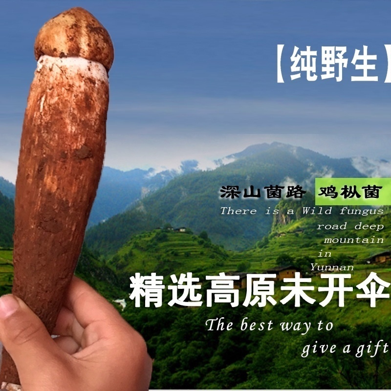 深山里新鲜鸡枞菌500g云南野生菌