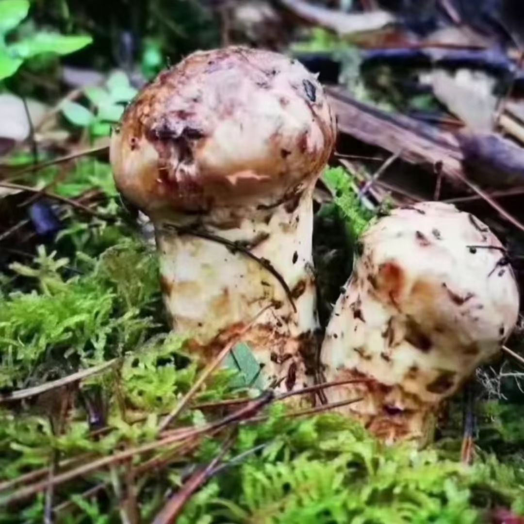 香格里拉大松茸1000g云南新鲜野生食用菌蘑菇精选出口级包邮顺丰