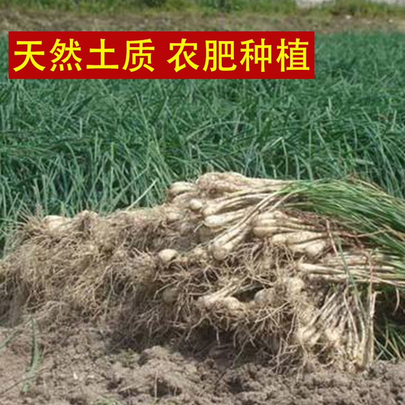 【5斤装】新鲜荞头带叶现挖农家自种产品藠头茭头薤白教头有叶 水产肉类/新鲜蔬果/熟食 其它 原图主图