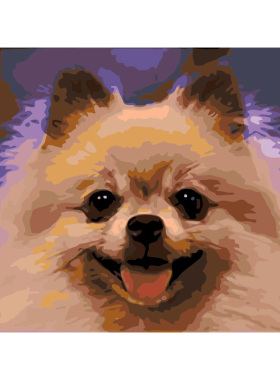 DIY抽象动物油彩博美犬数字油画
