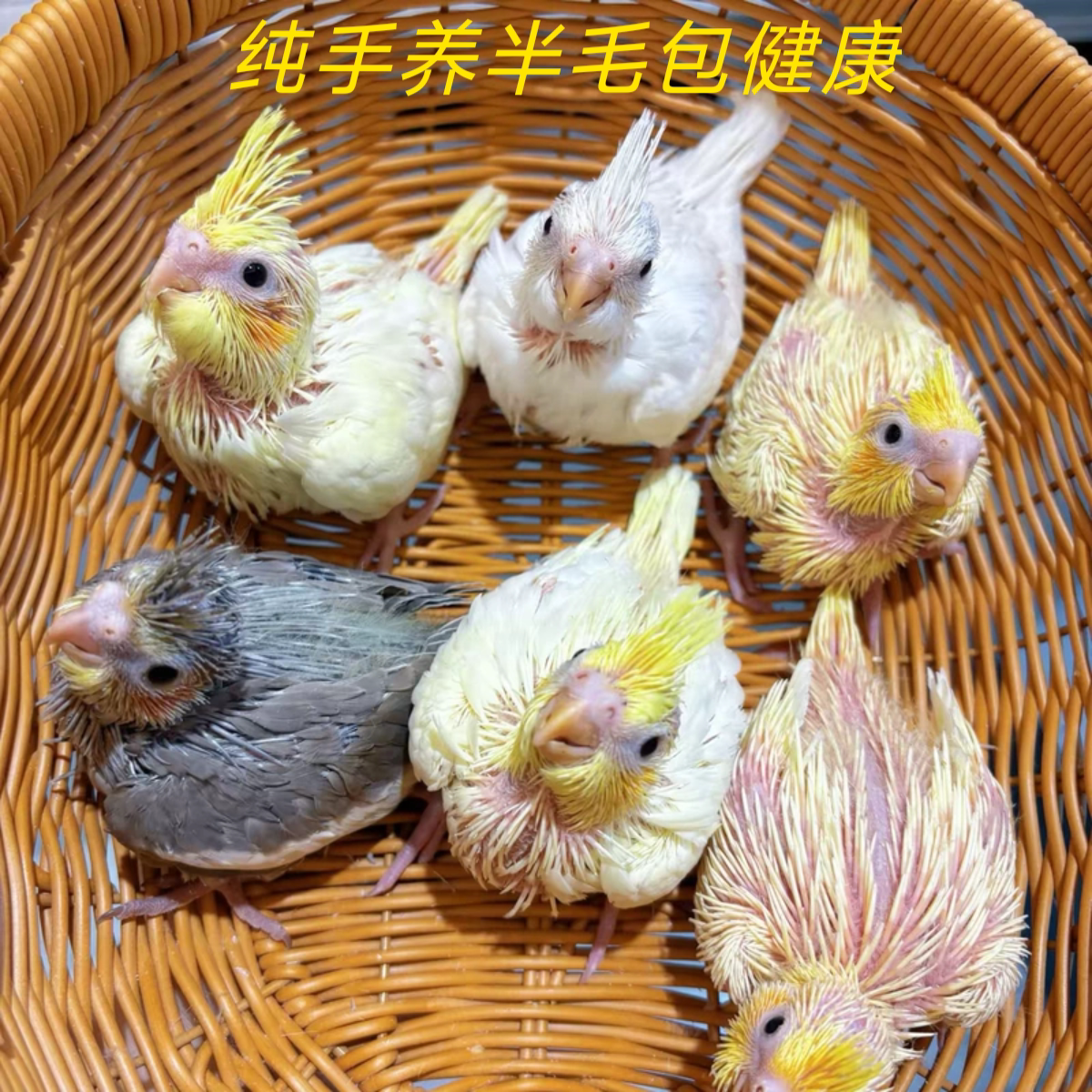 三色玄凤鹦鹉雏鸟活鸟亲人半毛好上手宠物原始灰黄化珍珠玄凤小鸟