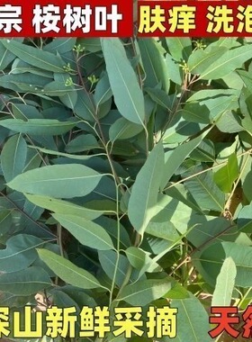 新鲜现摘桉树叶蜜袋鼠磨牙垫料零食用品垫材