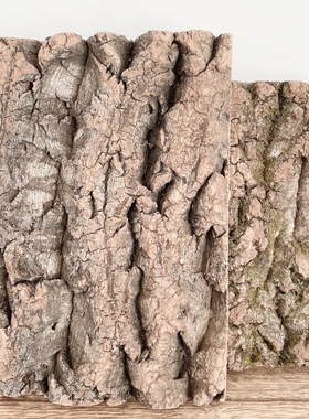 空气凤梨搭档天然香槟树皮装饰爬宠箱植物定植橡木树洞造景雨林缸