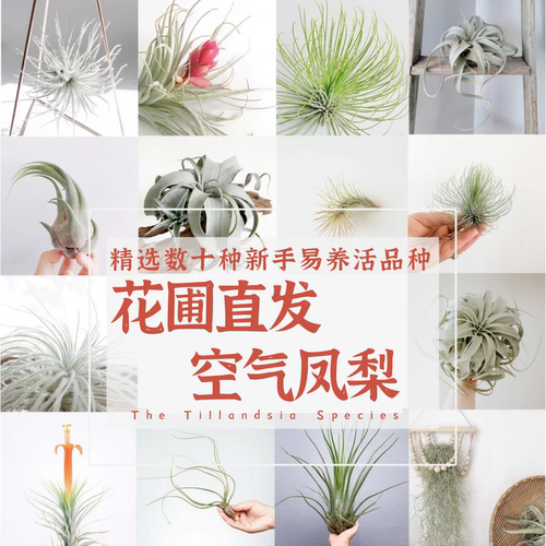 空气凤梨满18包邮室内阳台吸甲醛