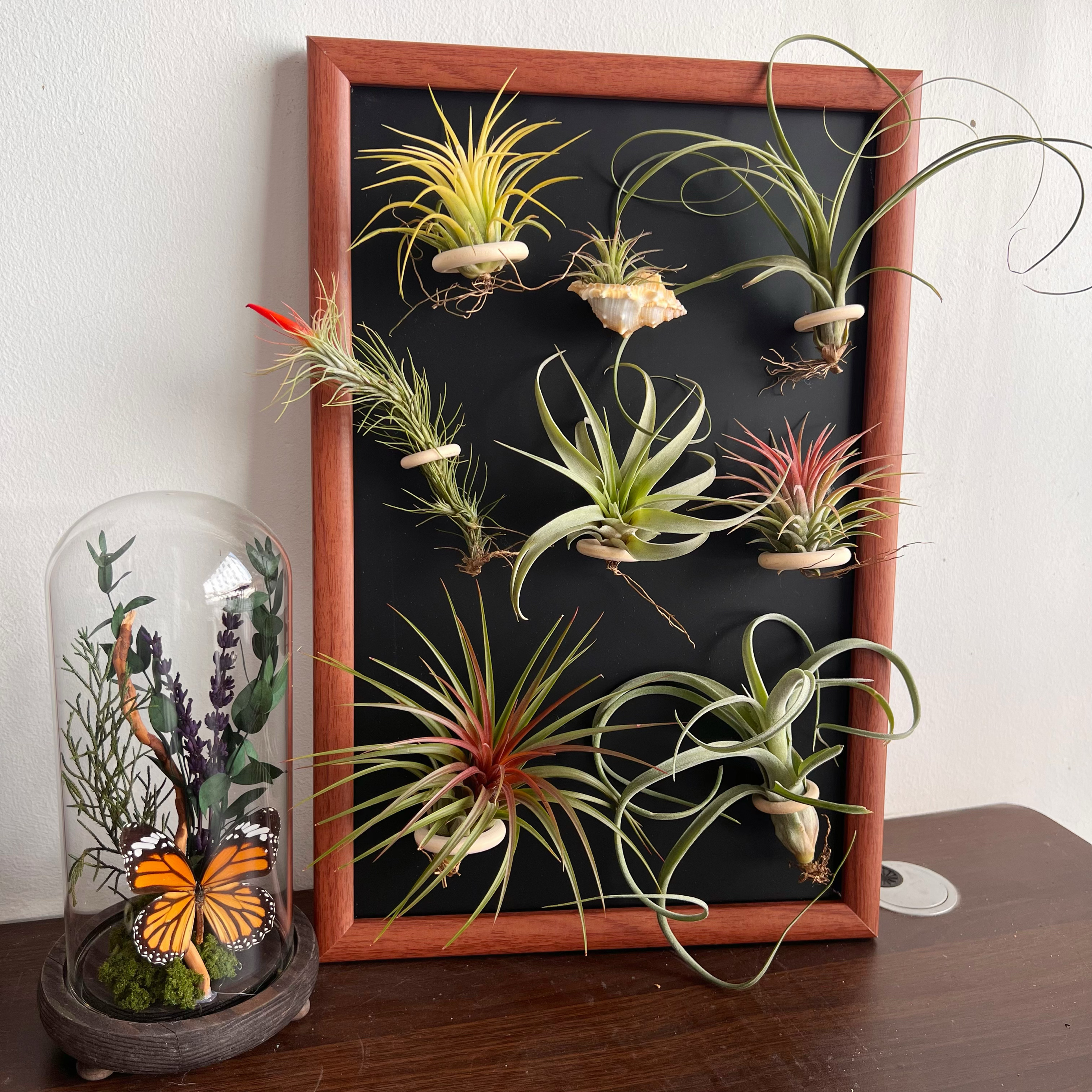 空气凤梨黑板挂画相框黑板