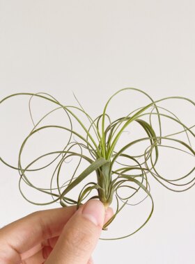不梨不弃空气凤梨柳叶植物盆栽