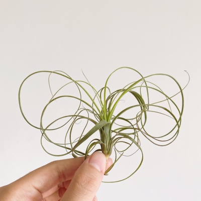 不梨不弃空气凤梨柳叶植物盆栽