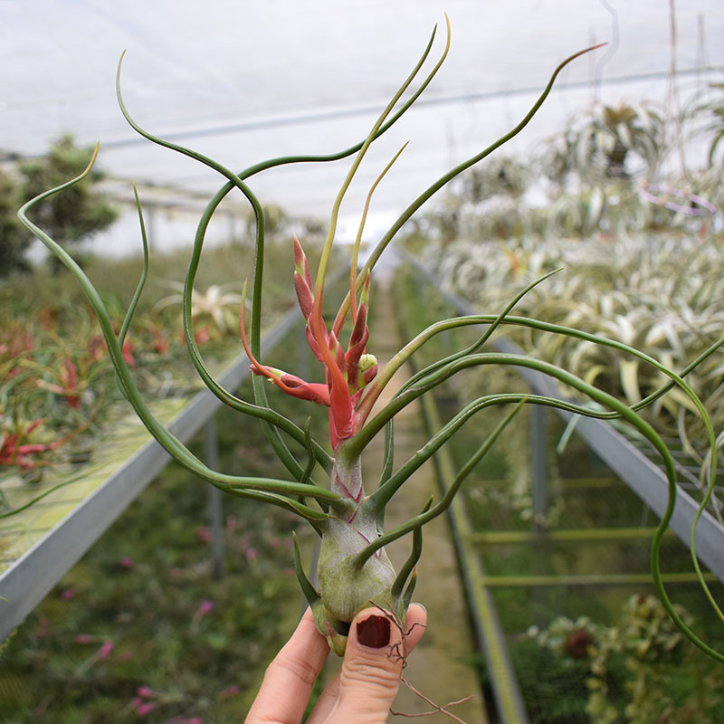 不弃空气凤梨章鱼阳台植物花卉
