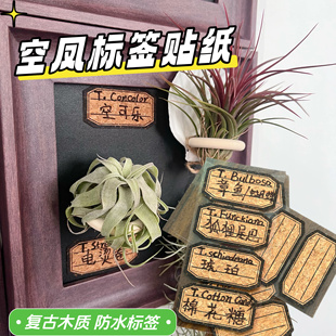 空气凤梨 名称标签木质贴 绿植名称分类贴纸手写防水