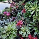 进口积水凤梨 水陆雨林缸生态缸造景微景观热带植物绿植 姬凤梨