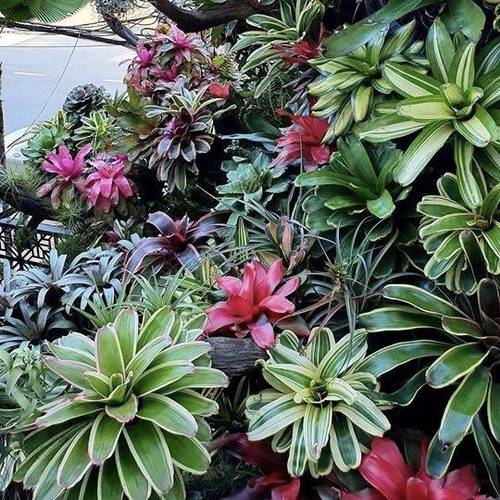 积水凤梨雨林缸植物鱼缸造景