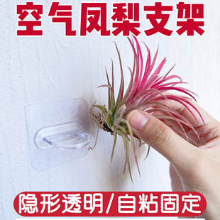 空气凤梨专用底座支架无土植物懒人植物绿植挂墙自粘支架