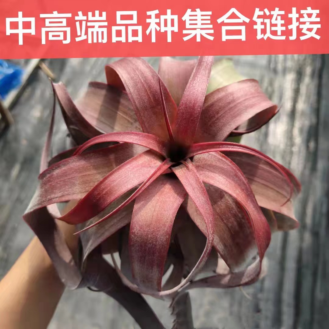 空气凤梨阳台美观容易养无需土培