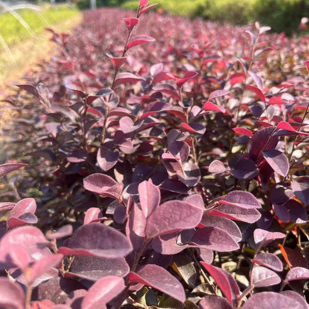 红花继木苗庭院植物红花继木球耐寒耐旱易活四季常青绿篱工程绿化