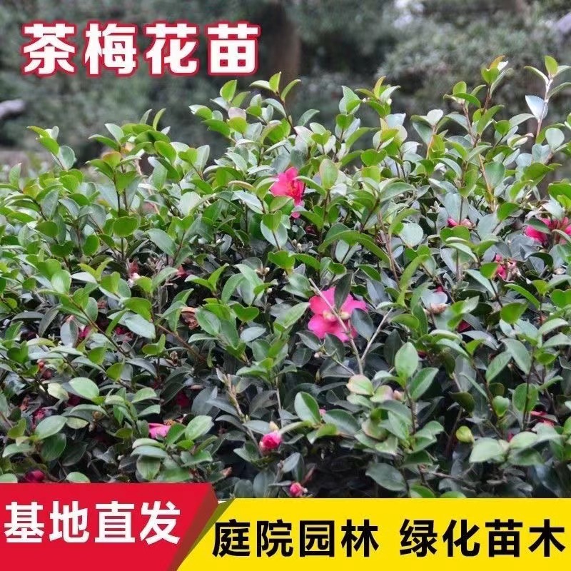 茶梅树苗茶梅球室外耐寒耐冻盆栽植物四季常青庭院绿化苗小苗批发