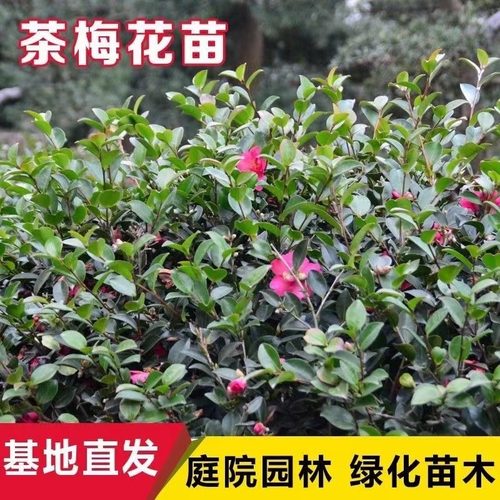 茶梅树苗茶梅球室外耐寒耐冻盆栽植物四季常青庭院绿化苗小苗批发