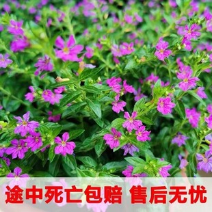 四季开花满天星花苗盆栽花卉绿植室外易活好养庭院小区绿化工程苗