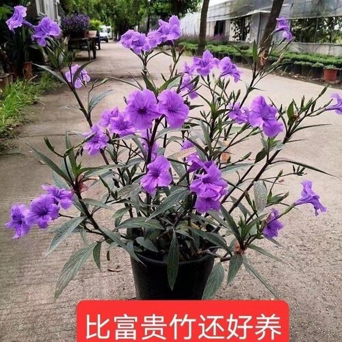 翠芦莉花大苗绿化苗庭院苗子水陆两栖水生花卉地被耐寒四季绿色