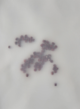 尼龙网纱布茶叶红酒奶茶豆浆茶漏20目-500目过滤网/纱网布