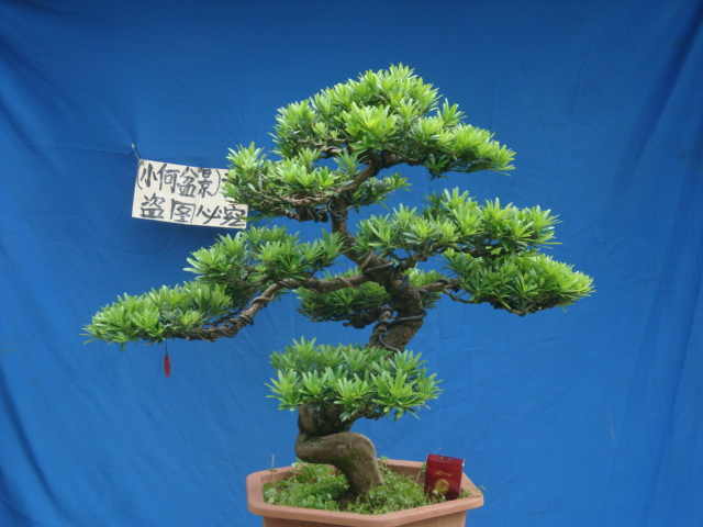 珍珠米叶贵妃雀舌 菊花芯 红芽罗汉松树桩盆景造型一物一拍实物图