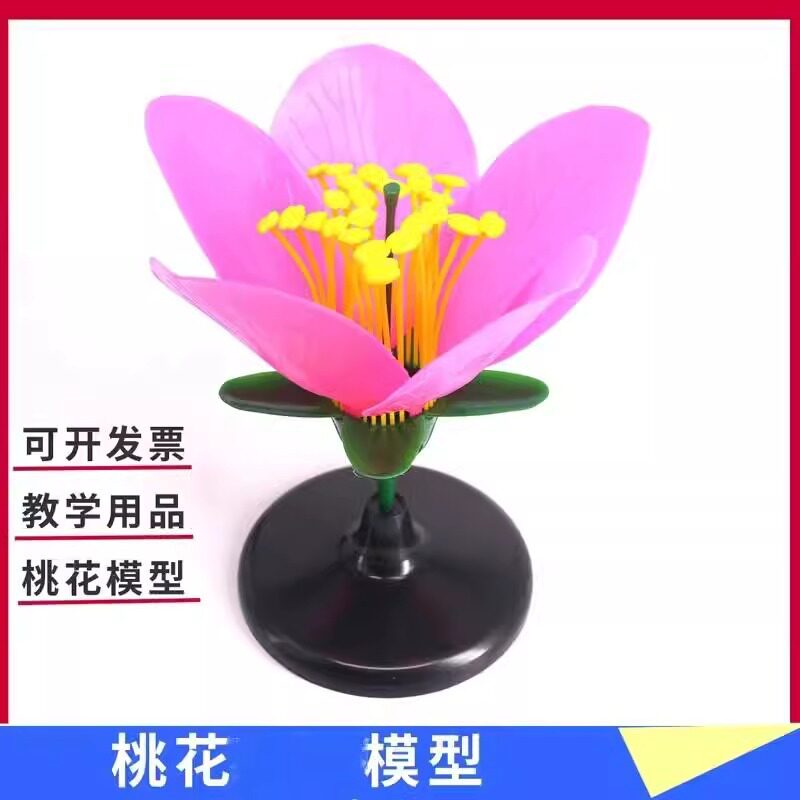 初中高中生物实验模型生物教学教具花蕊花瓣放大模型桃花模型