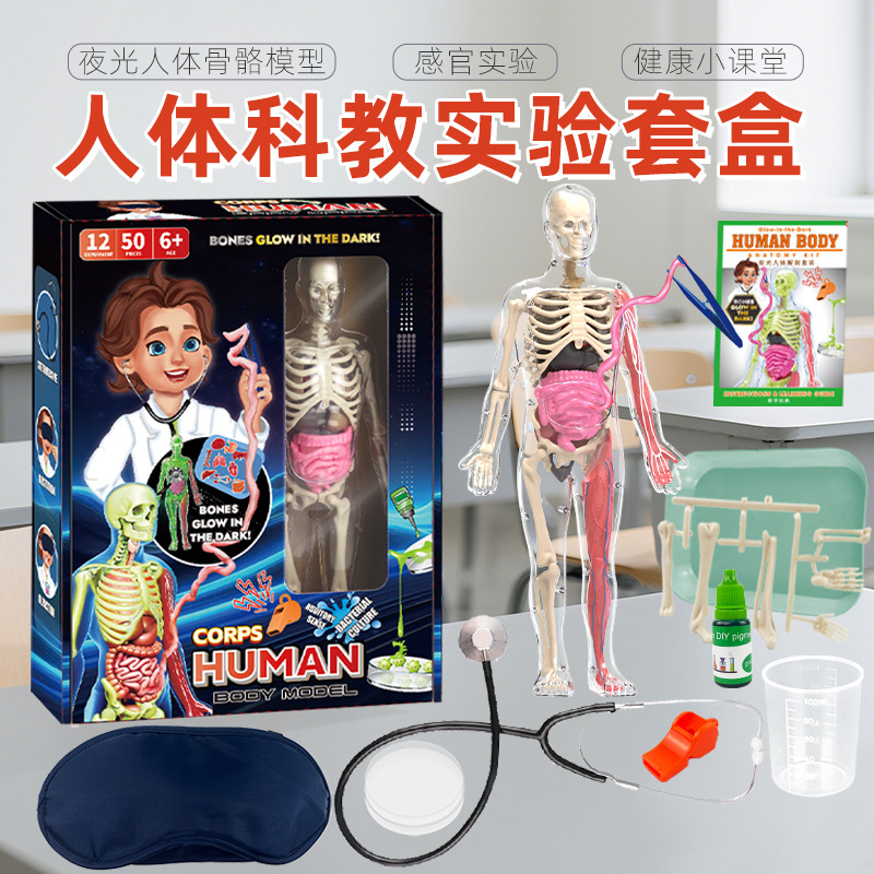 跨境人体骨骼模型玩具套装儿童人体科教实验拼装躯体结构益智玩具