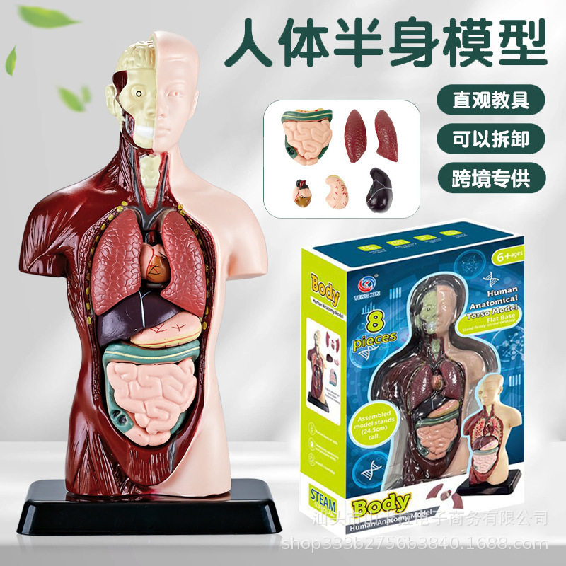 跨境人体器官骨骼模型中小学生生物科学实验科教玩具儿童益智早教