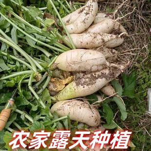 粤北韶关南雄本地白萝卜农家新鲜蔬菜炒菜煲汤凉拌腌制白萝卜3斤
