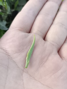 2025年利川红冷后浑简装小礼盒质感红包装口感好红茶