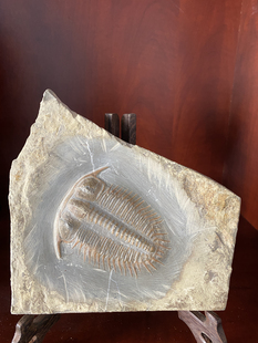 三叶虫德氏虫燕子石动物原石中式礼品摆件收藏品标本客厅奇石包邮