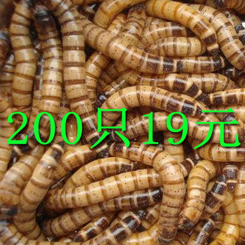 大麦虫活体超级面包虫龙鱼饲料200只