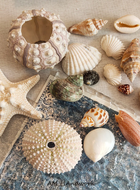 天然海星贝壳海螺海胆壳海洋景观装饰品幼儿手工diy鱼缸标本摆件