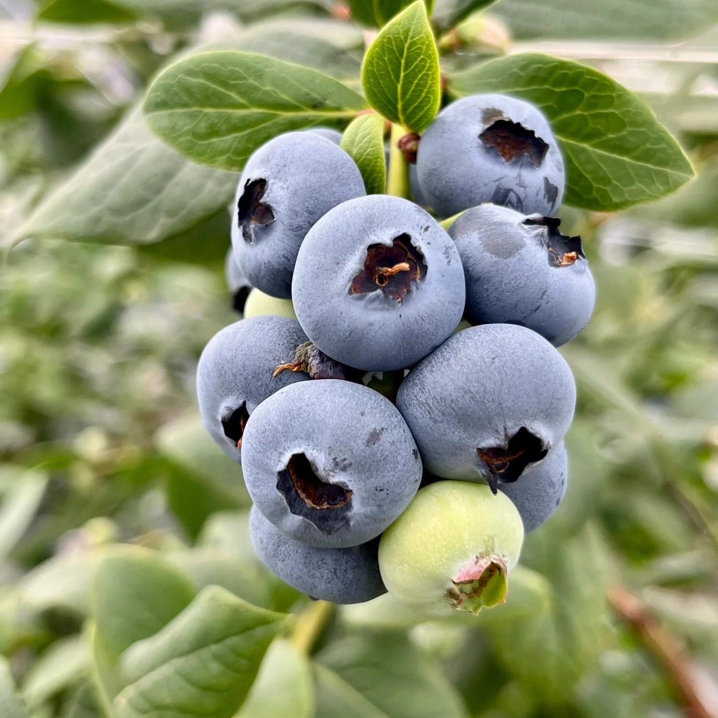 L25香印蓝莓脆甜可口礼盒带花香