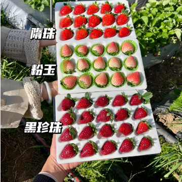 香野隋珠/黑珍珠/粉玉/白雪公主