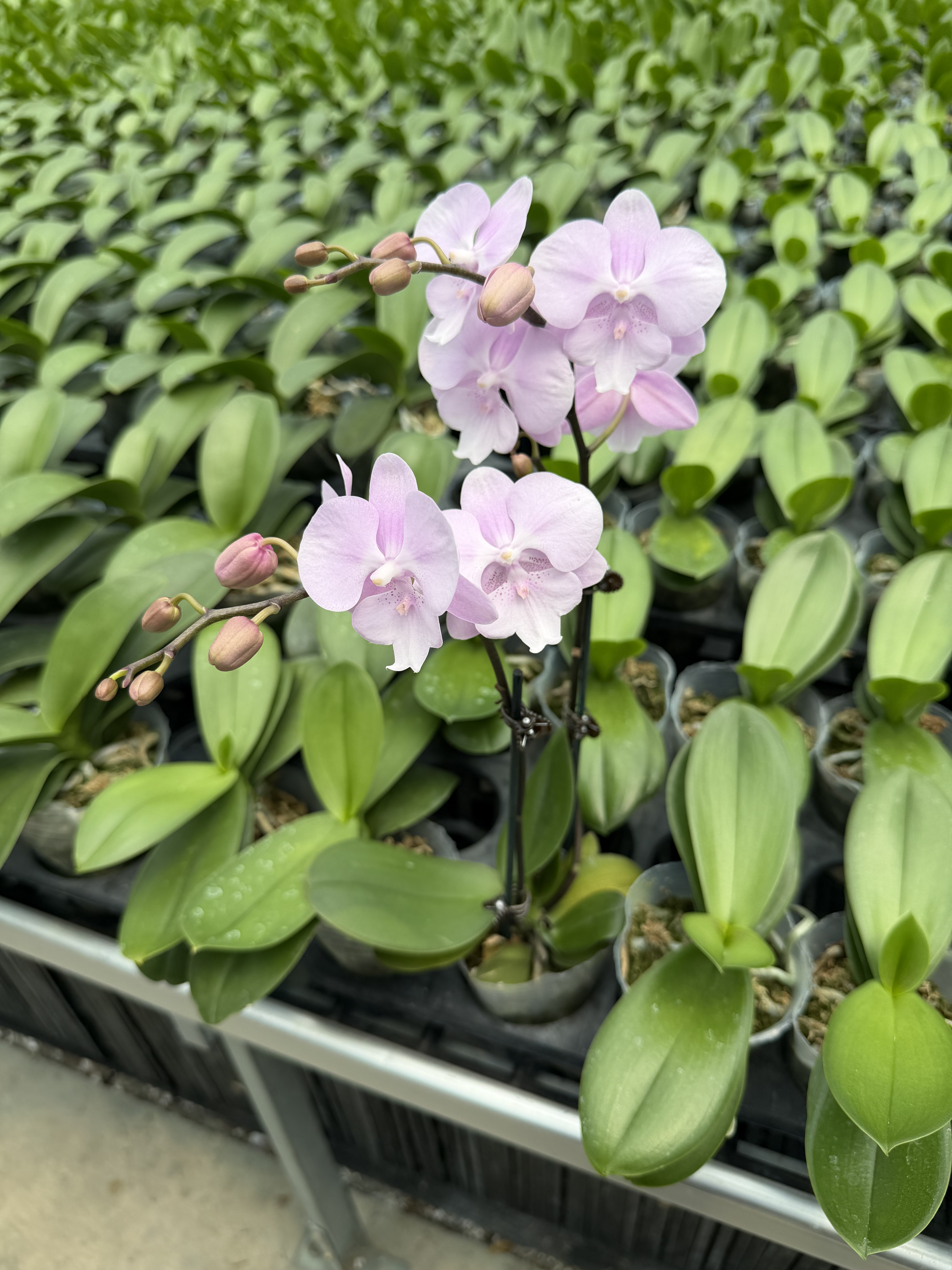 双花剑粉色仙气耐看耐开大乔蝴蝶兰带花发货室内花卉