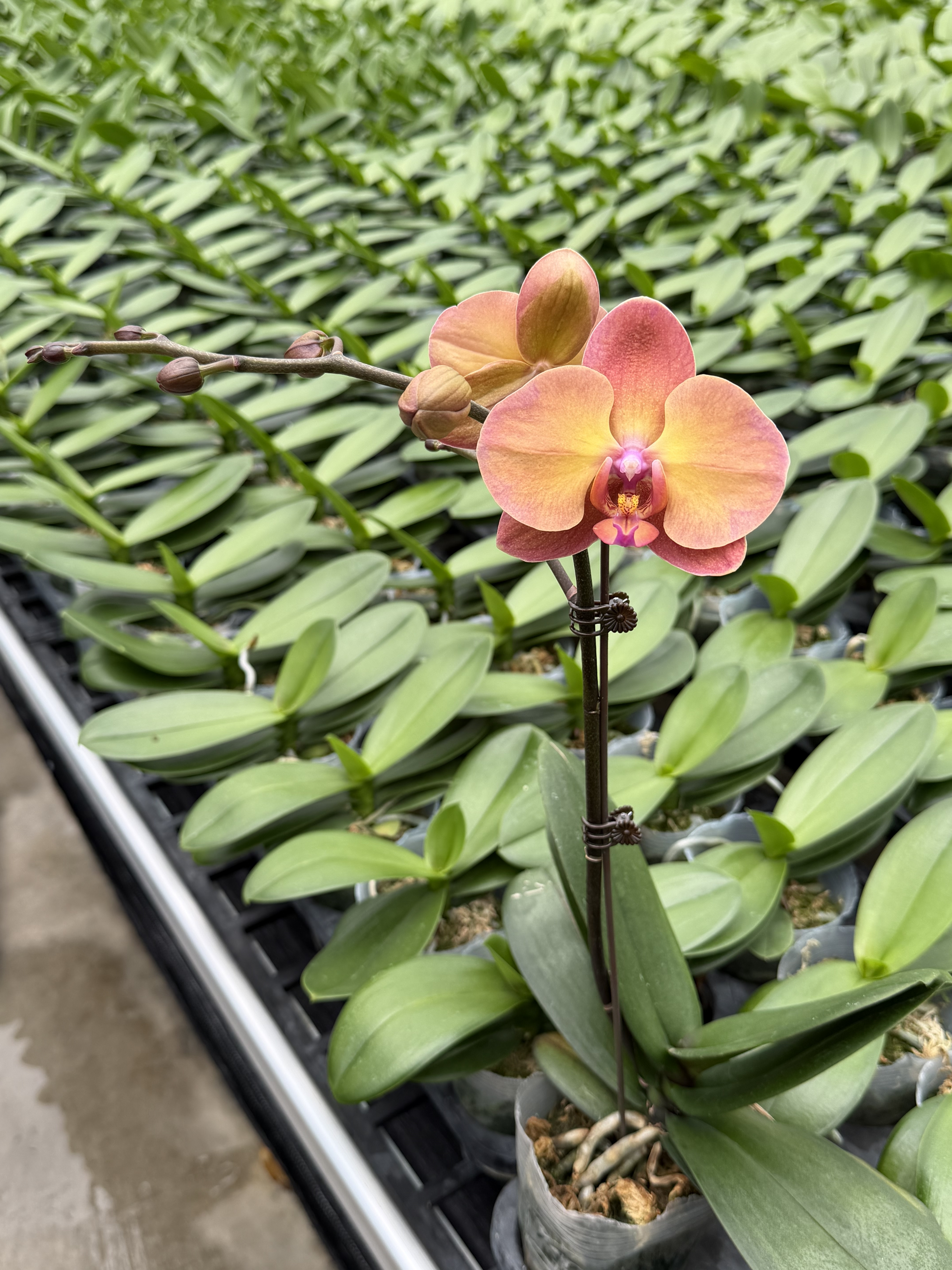 复古橘色落日宝珠3寸杯新品花期长蝴蝶兰带花发货室内花卉