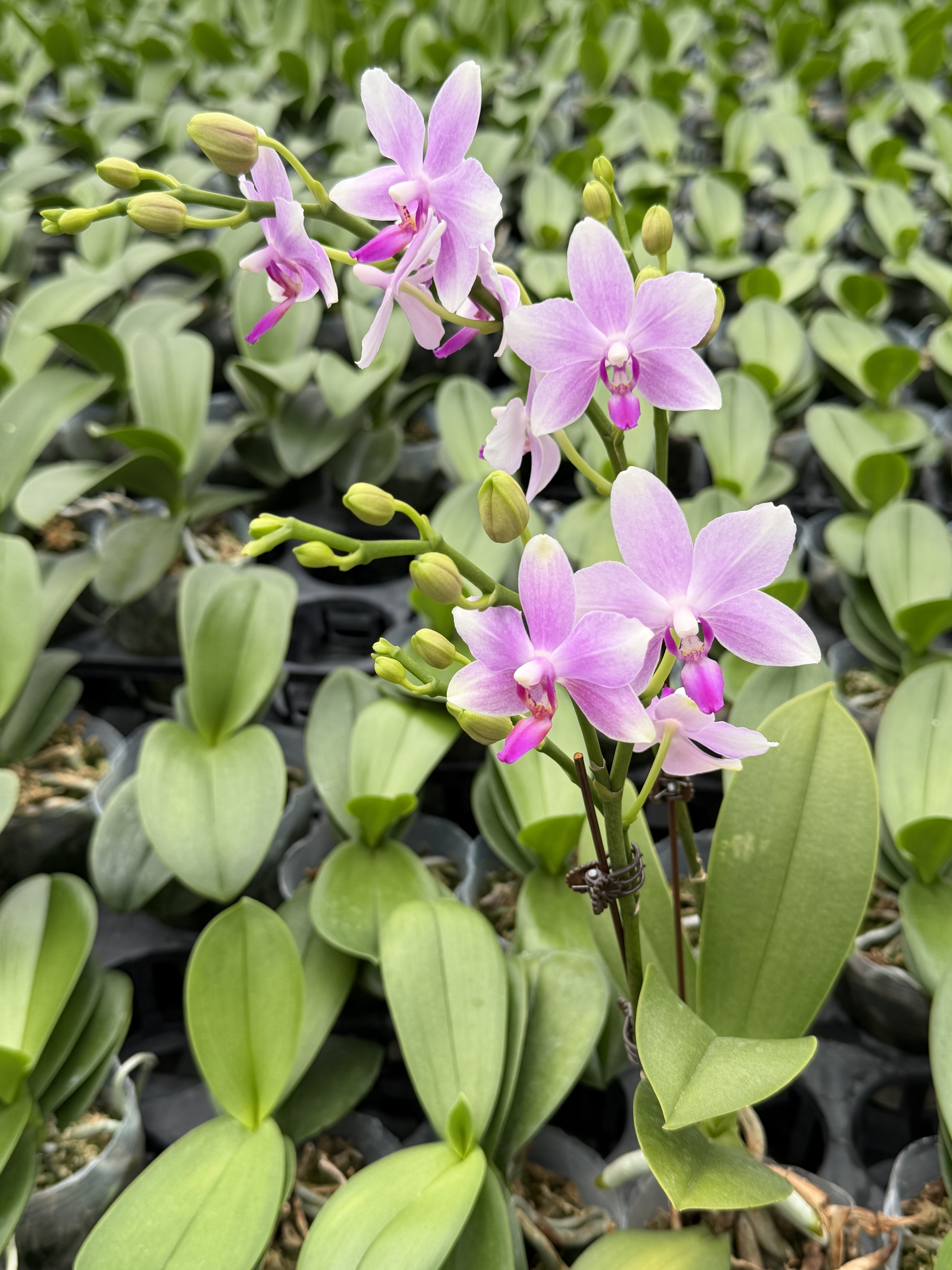 双花剑耐热夏花紫水仙粉紫色蝴蝶兰带花发货室内花卉