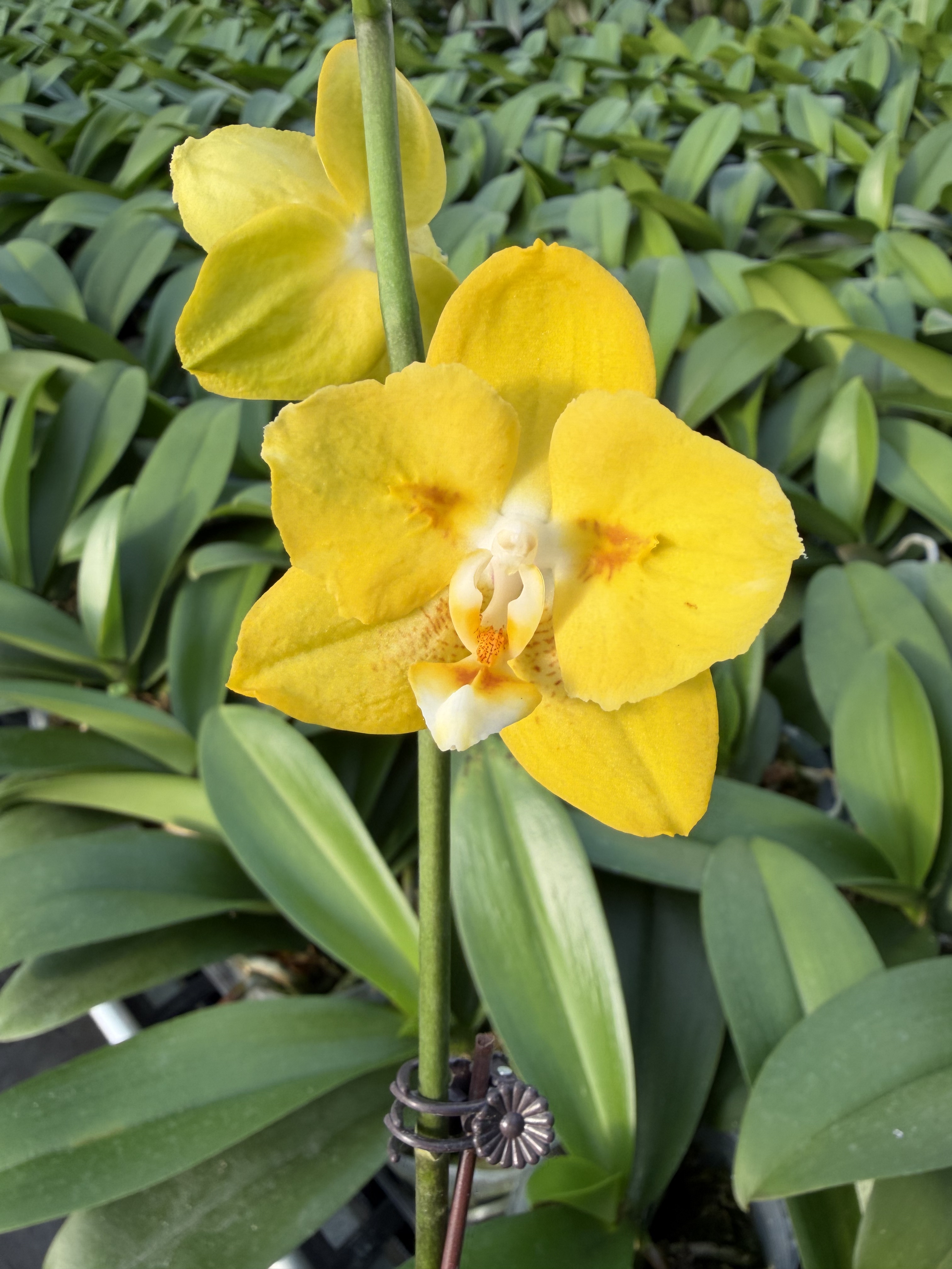 两眼蕾丝变异皇太子黄色蜡质花耐开蝴蝶兰带花发货室内花卉