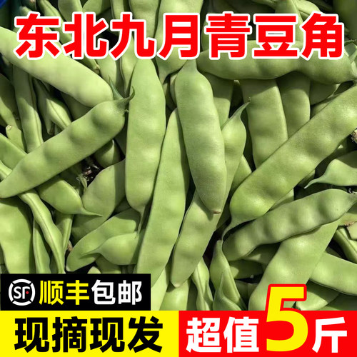 东北特产九月青油豆角新鲜蔬菜
