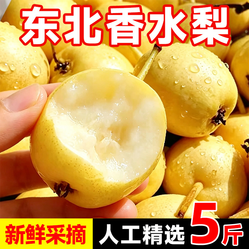 东北正宗小香水梨新鲜水果包邮