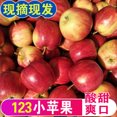 东北特产123小苹果现摘现发包邮