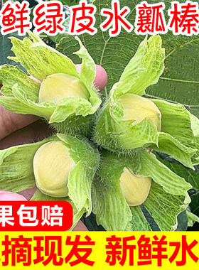 新鲜大榛子绿皮榛子新鲜应季现摘